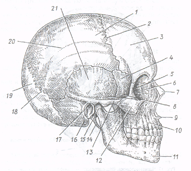 Черепно мозговую кость. Кости черепа человека анатомия. Швы черепа височной кости. Швы черепа анатомия Синельников. Череп вид сбоку анатомия.