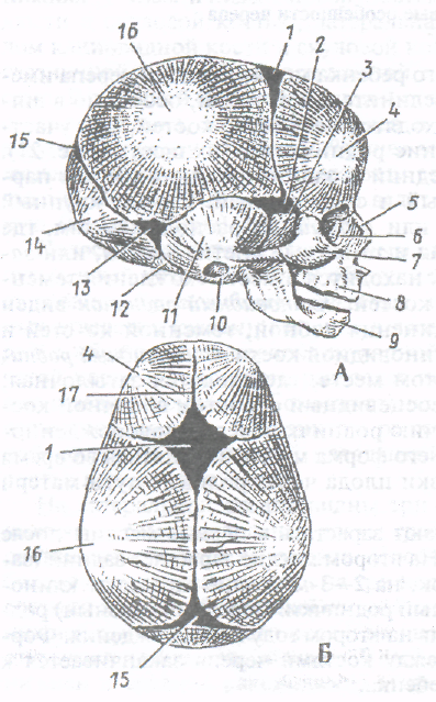 6 родничков. Роднички черепа новорожденного. Роднички у младенцев анатомия. Роднички черепа анатомия. Родничок у новорожденных схема.