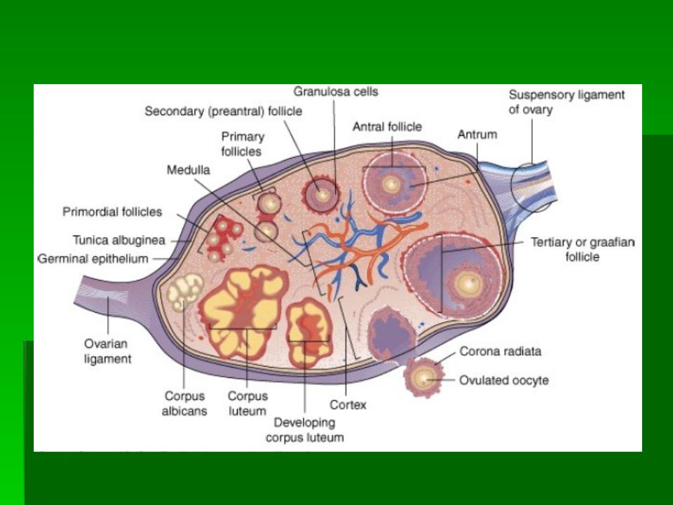 Строение яичника анатомия. Яичник анатомия строение внешнее. Внутреннее строение яичника схема. Схема строения яичника женщины. Схема разреза яичника.