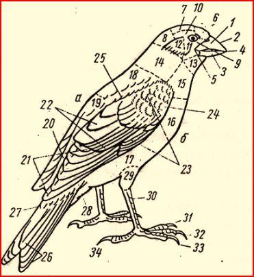 Роговые щитки у птиц. Челюсти птиц. Какой тканью покрыты челюсть у птицы. Цевка у птиц функция.