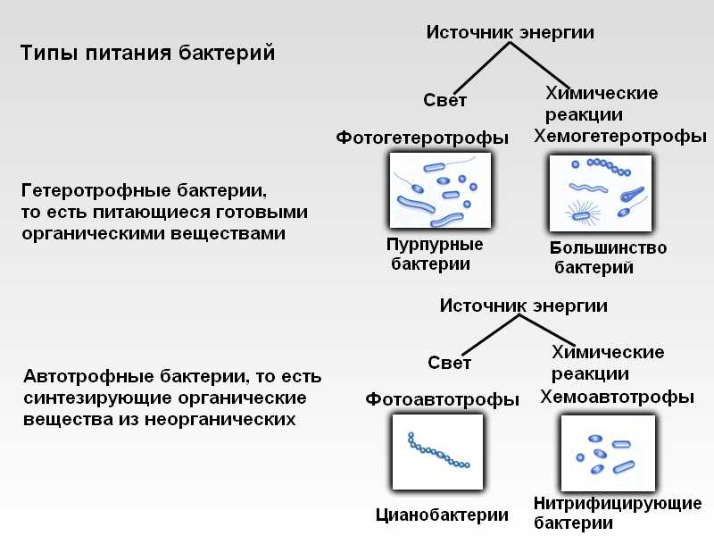 Автотрофные прокариоты. Типы питания бактерий микробиология схема. Питание бактерий классификация микроорганизмов таблица. Бактерии по типу питания микробиология. Схема классификация бактерий микробиология.