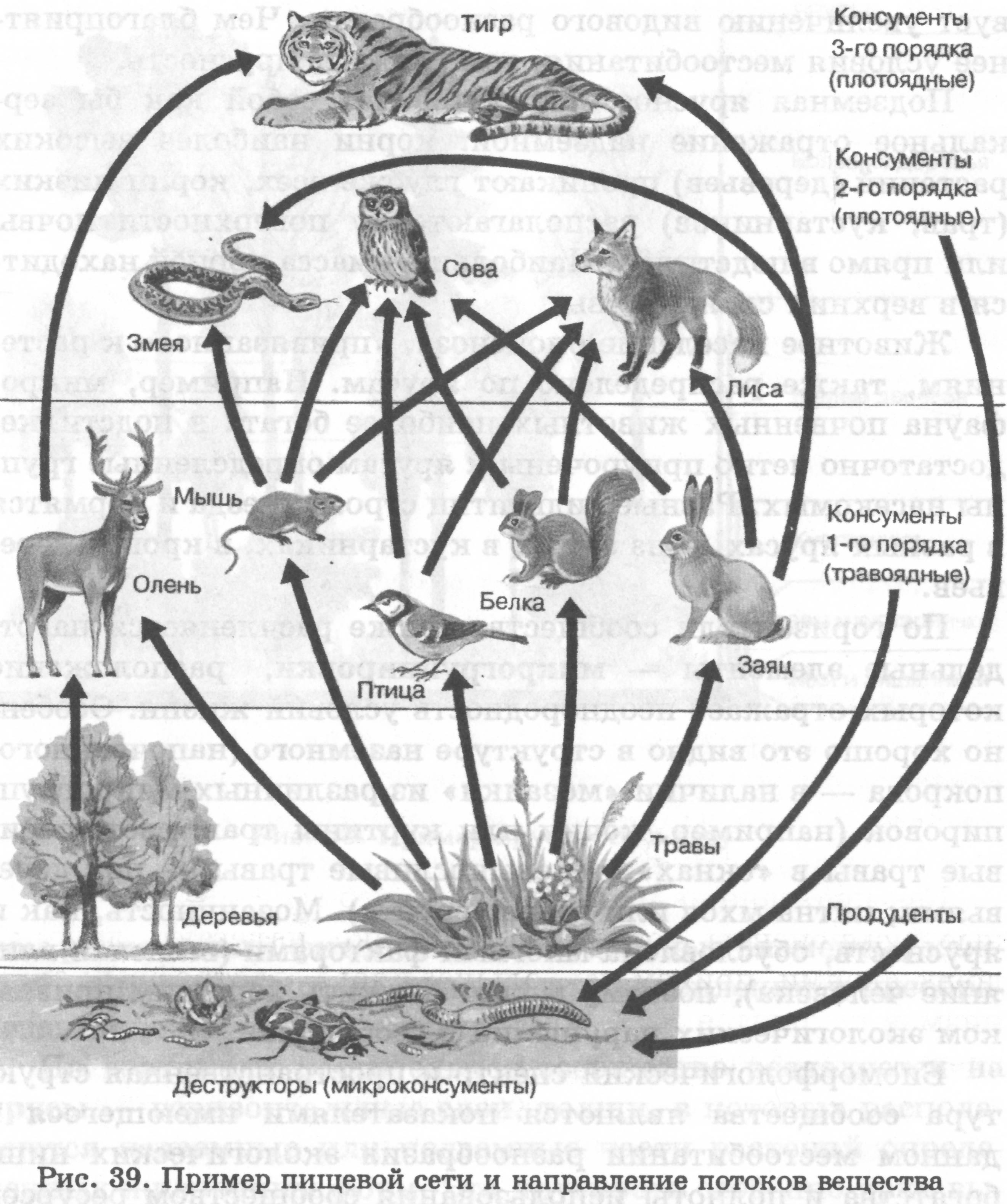 Заяц консумент какого порядка. Консумент 3 порядка в биоценозе. Пищевая сеть и направление потоков вещества. Схема консументов. Пищевая сеть леса.