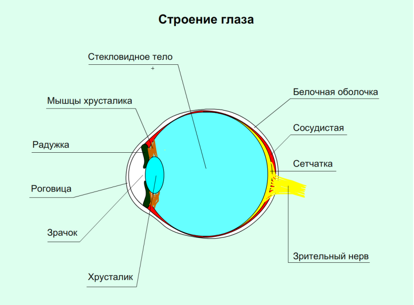 Схематический рисунок глаза
