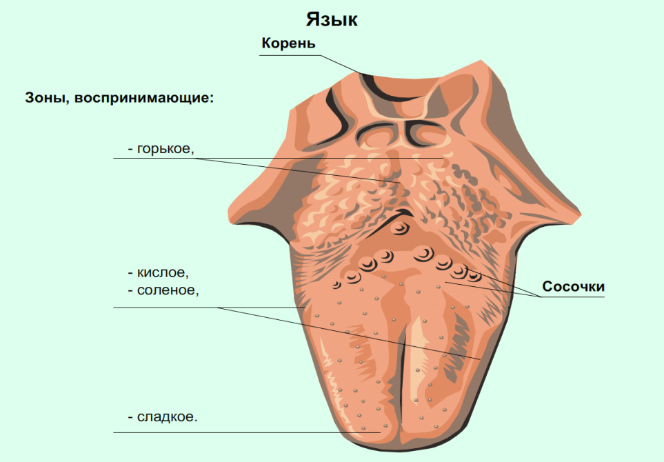 Орган вкуса картинки