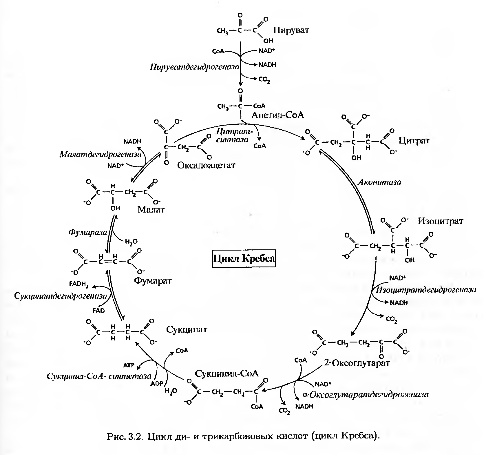 Синтез атф цикл кребса. Стадии цикла Кребса таблица. Цикл Кребса биохимия. Окисление Глюкозы цикл Кребса. Схема клеточного дыхания цикл Кребса.