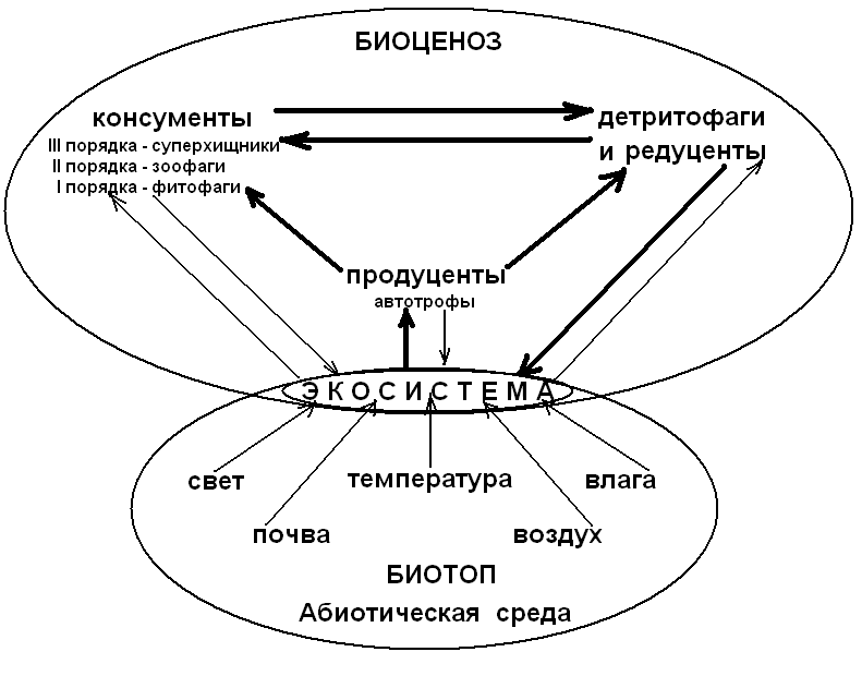 Биоценоз реки схема