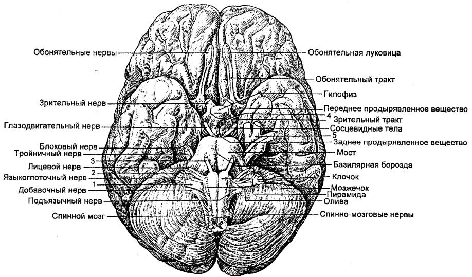 Место выхода нерва из мозга. Основание головного мозга и места выхода Корешков черепных нервов. Мозг вид снизу и Черепные нервы. Отделы головного мозга вид снизу. Основание головного мозга анатомия.