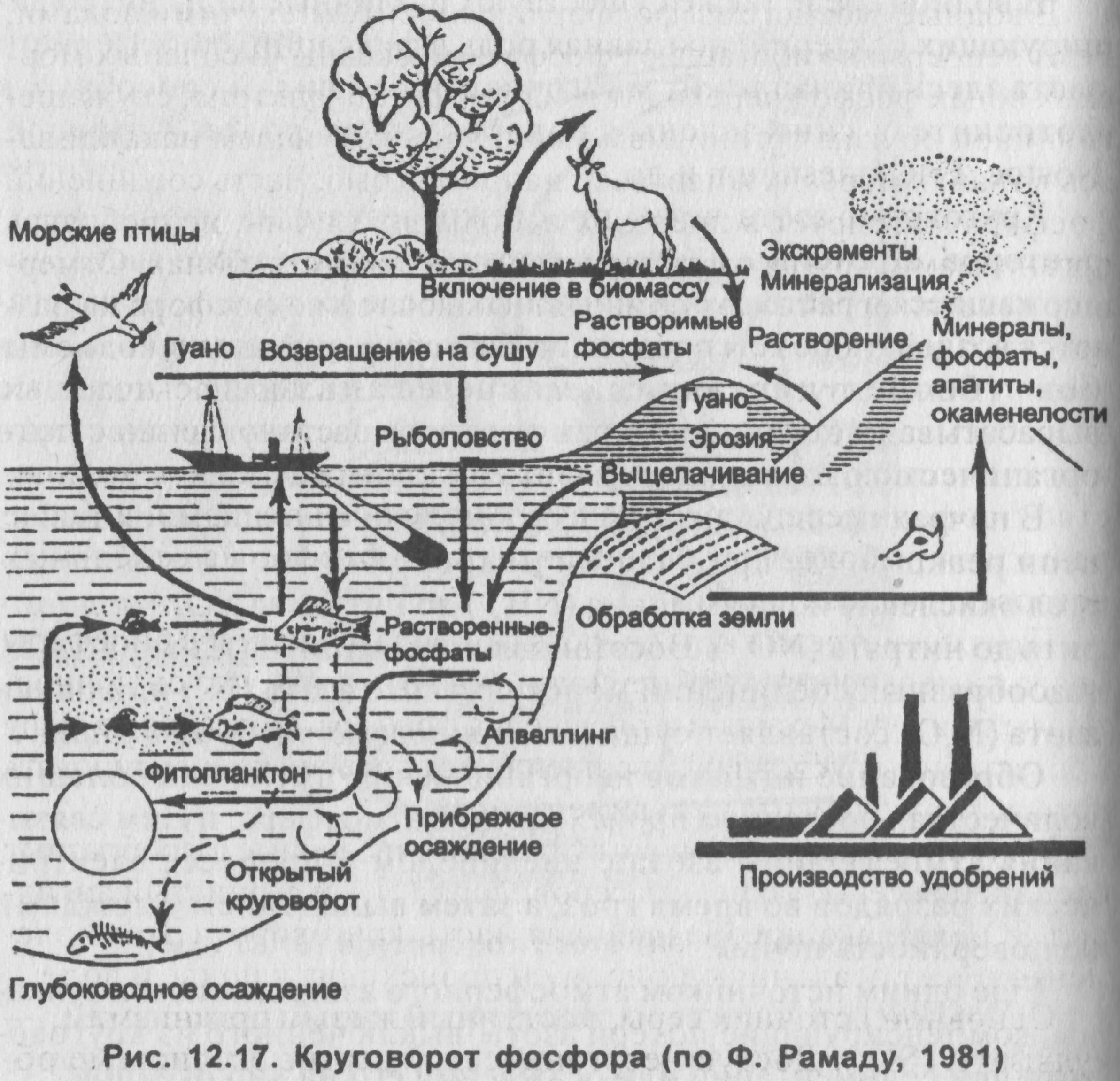 Чья биомасса в биосфере больше. Круговорот фосфора (по ф. Рамаду, 1981). Круговорот фосфора схема. Схема круговорота фосфора в природе по ф. Рамаду, 1981. Круговорот фосфора в биосфере схема.