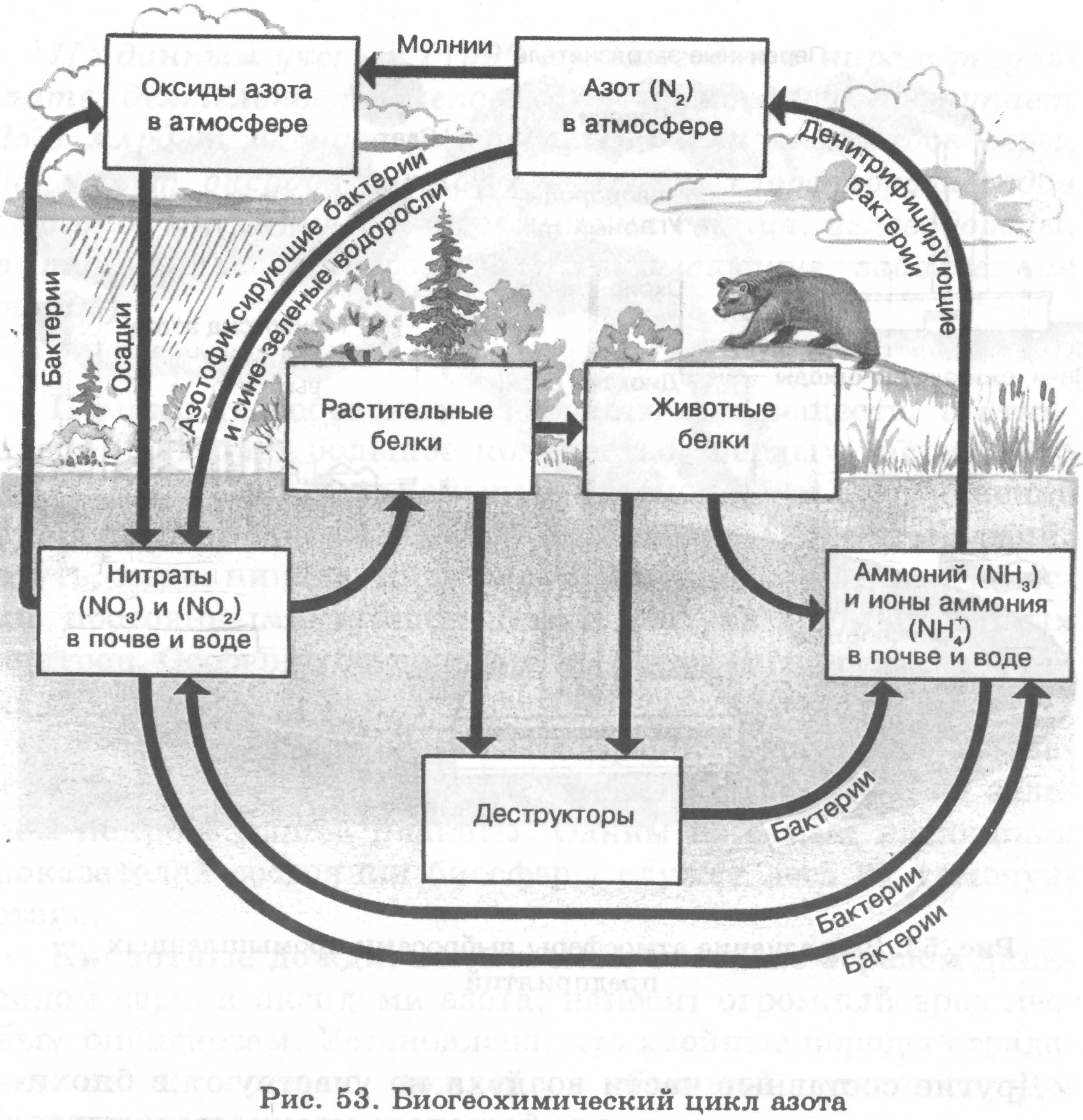 Круговорот веществ в биосфере схема. Круговорот азота круговорот фосфора. Круговорот азота бактерии. Схемы круговорота углерода, азота, фосфора. Круговорот углерода и кислорода схема.
