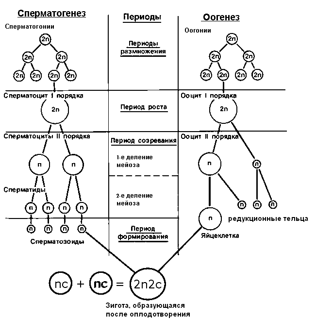 Схема стадий гаметогенеза. Стадии гаметогенеза человека таблица. Этапы гаметогенеза схема. 4 Фазы сперматогенеза схема. Развитие мужских гамет