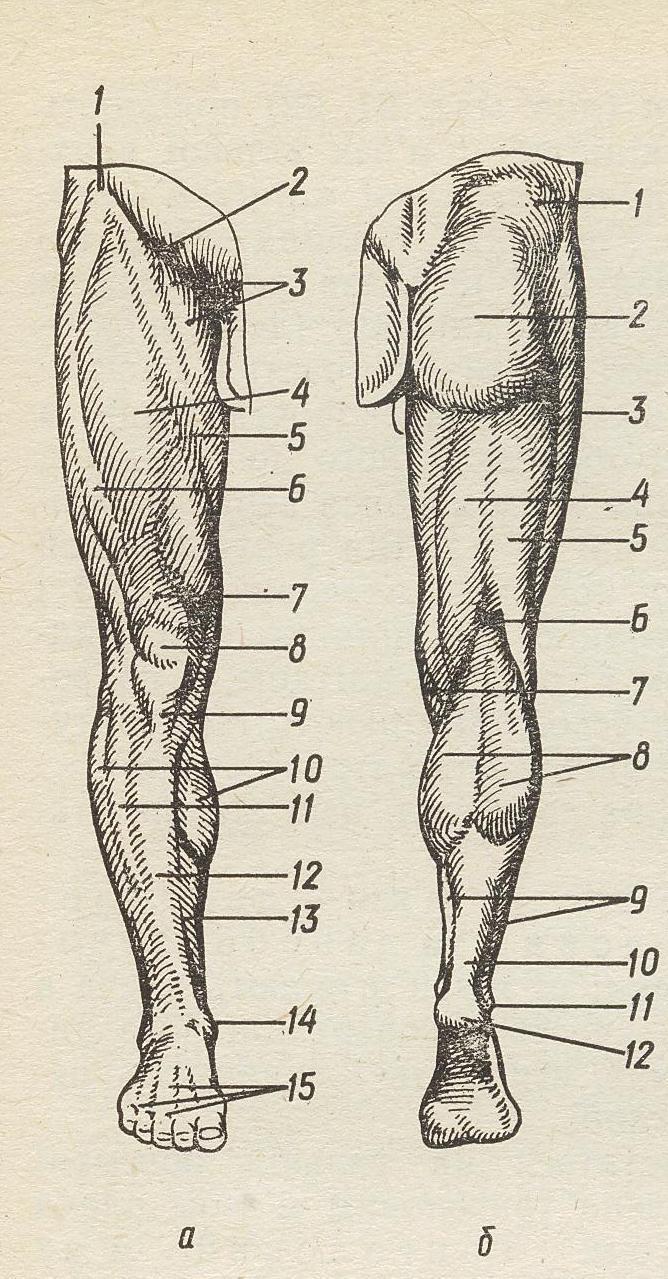Части ноги. Верхняя часть ноги анатомия. Нижняя часть ноги. Часть ноги на б