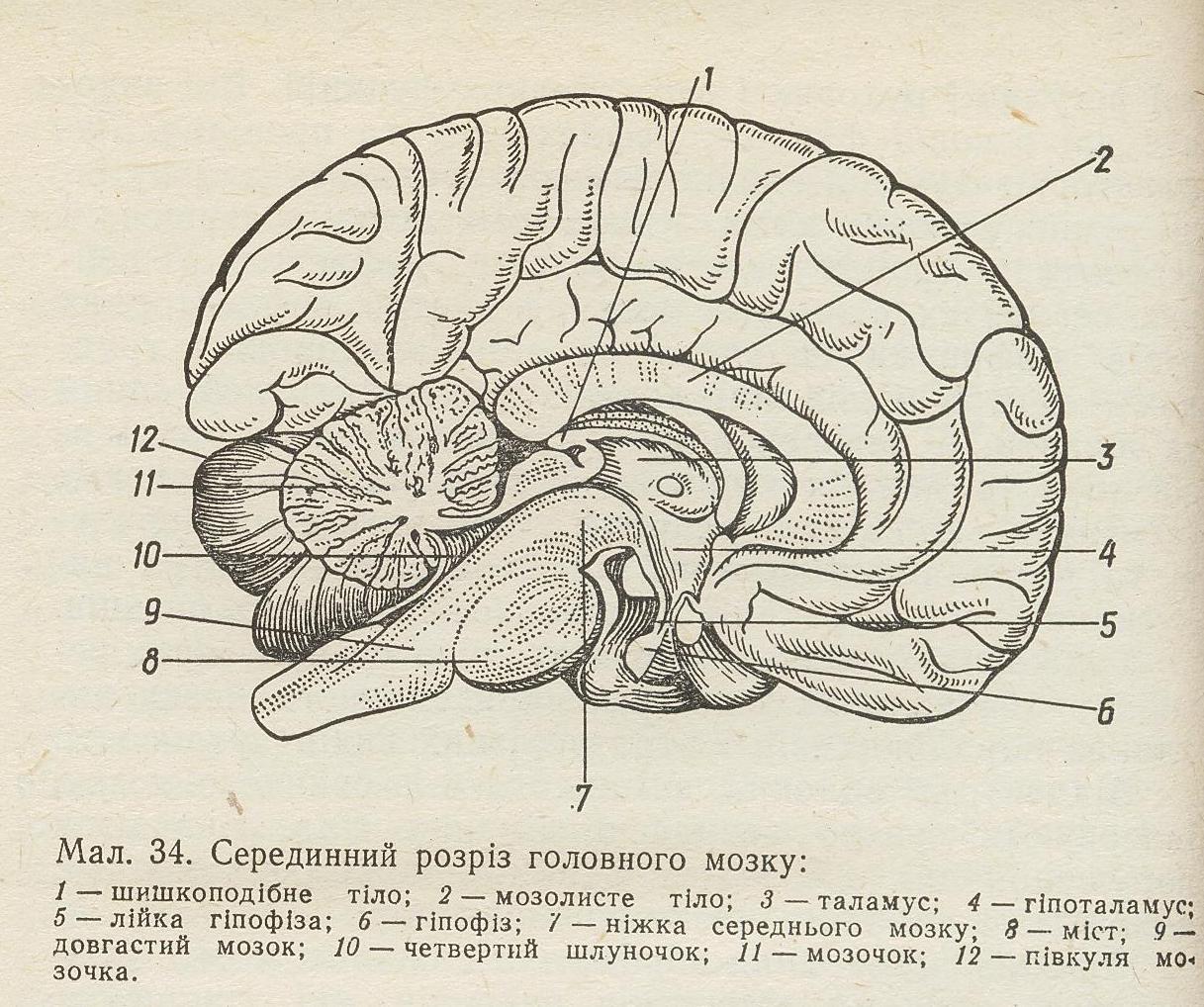 Латинское название мозга. Сагиттальный разрез головного мозга человека. Срединный Сагиттальный срез головного мозга. Рис головной мозг Сагиттальный разрез. Головной мозг Сагиттальный разрез атлас.