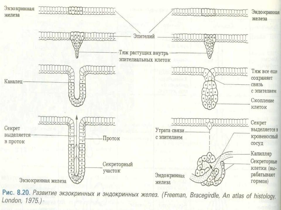 Экзокринные железы выводные протоки. Железистый экзокринный эпителий. Экзокринные железы классификация гистология. Железистый экзо эпителий. Железистый эпителий схема экзокринных и эндокринных желез.