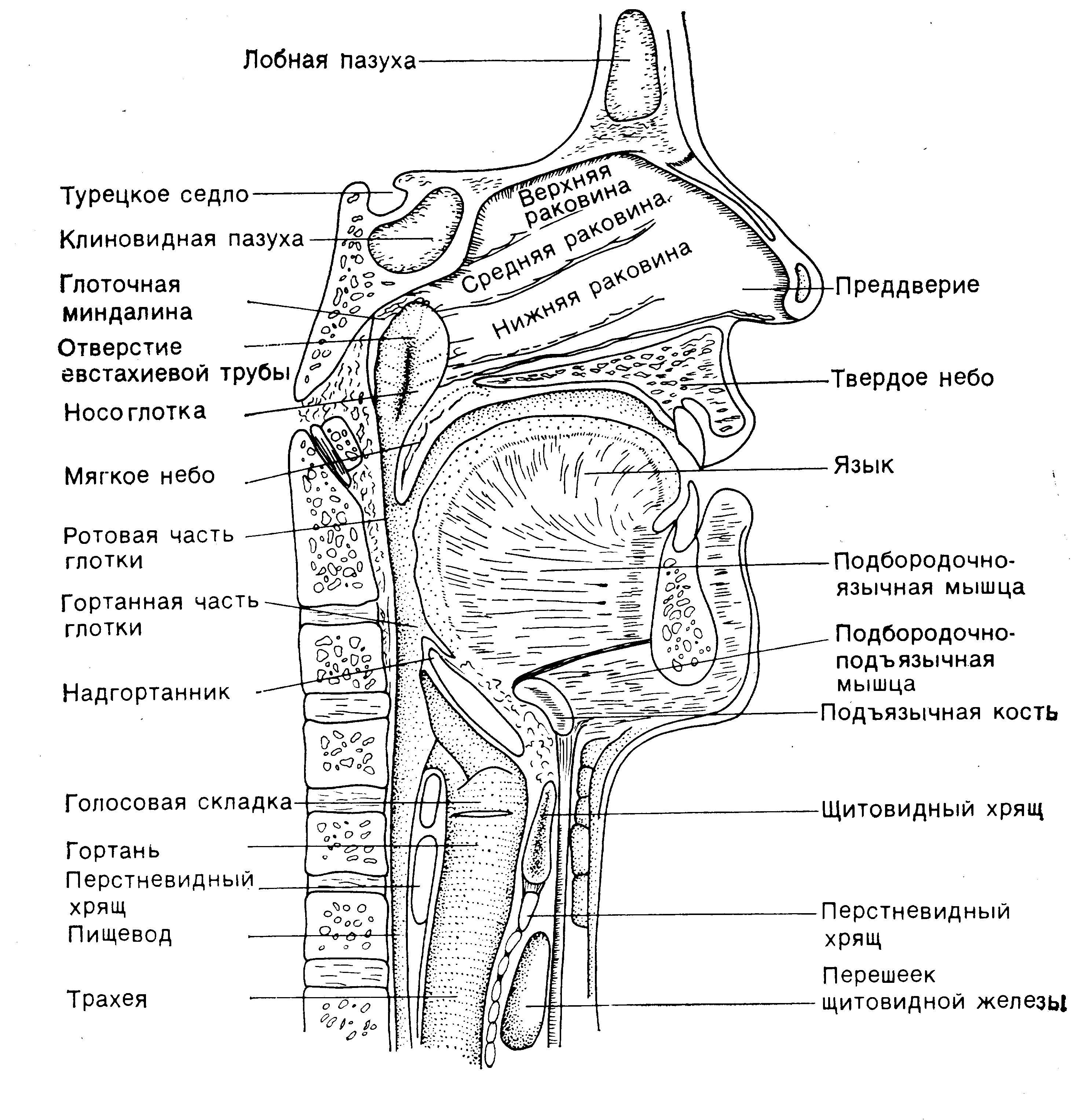 Гортань и глотка строение рисунок