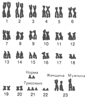46 хромосом 1. НФП 46 хромосом.