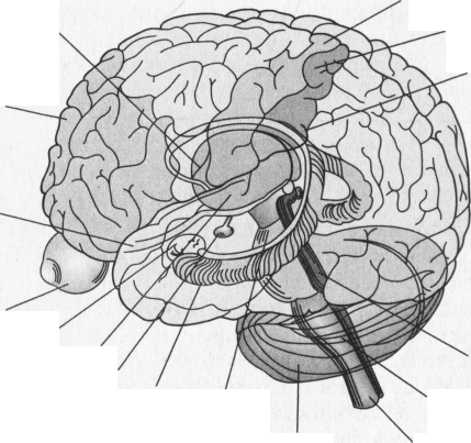 Подкорка головного мозга. Гипоталамус таламус гиппокамп. Гиппокамп и гипофиз. Гиппокамп гипофиз гипоталамус. Подкорковые структуры мозга схема.