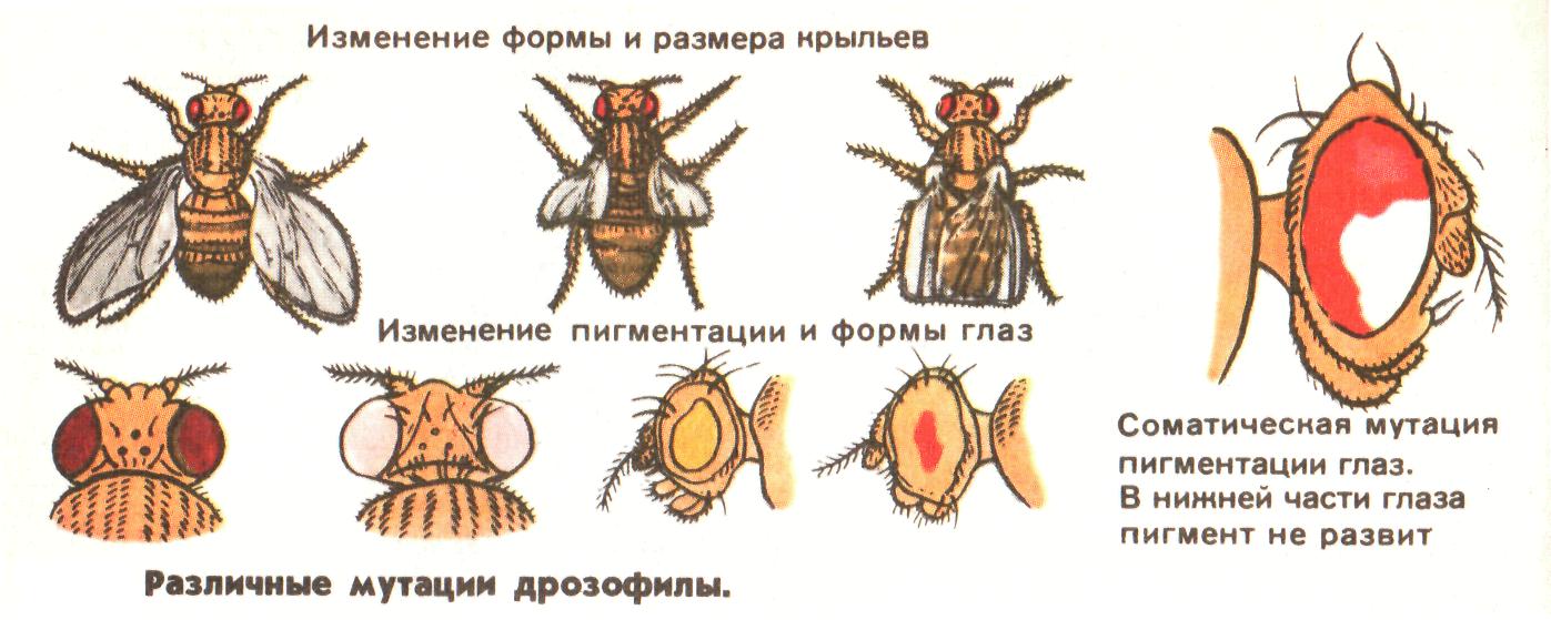 Изменение формы и окраски. Мутационная изменчивость дрозофилы. Мутации мушки дрозофилы. Мутации крыльев дрозофилы. Мутации дрозофилы красные глаза.