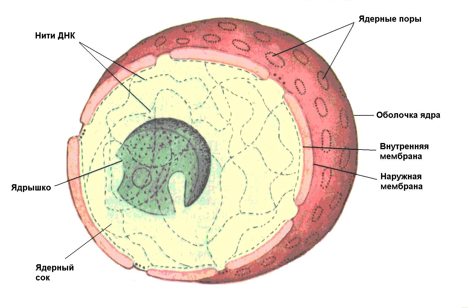 Ядро клетки окружено. Строение ядра клетки эукариот. Строение ядра эукариотической клетки. Строение ядра эукариотической клетки рисунок. Строение ядра эукариотической клетки ЕГЭ.