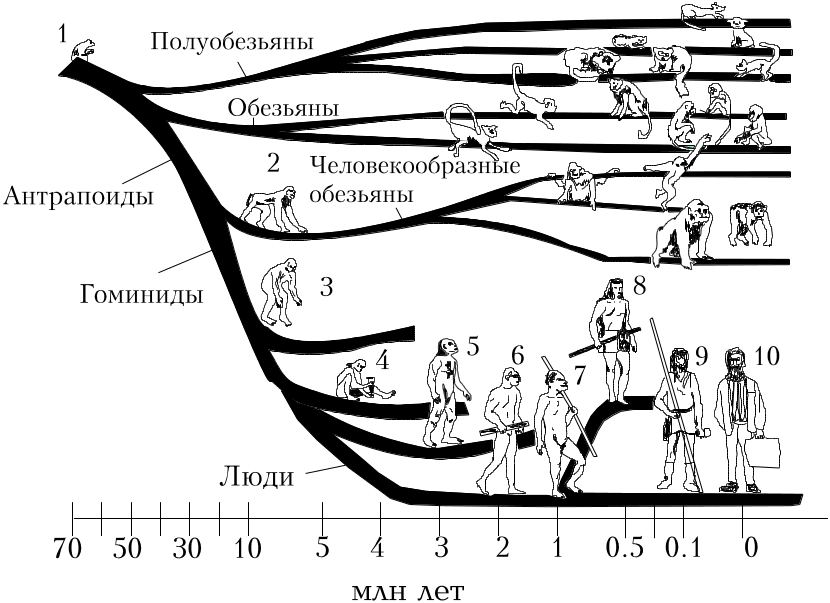 Схема эволюционного древа