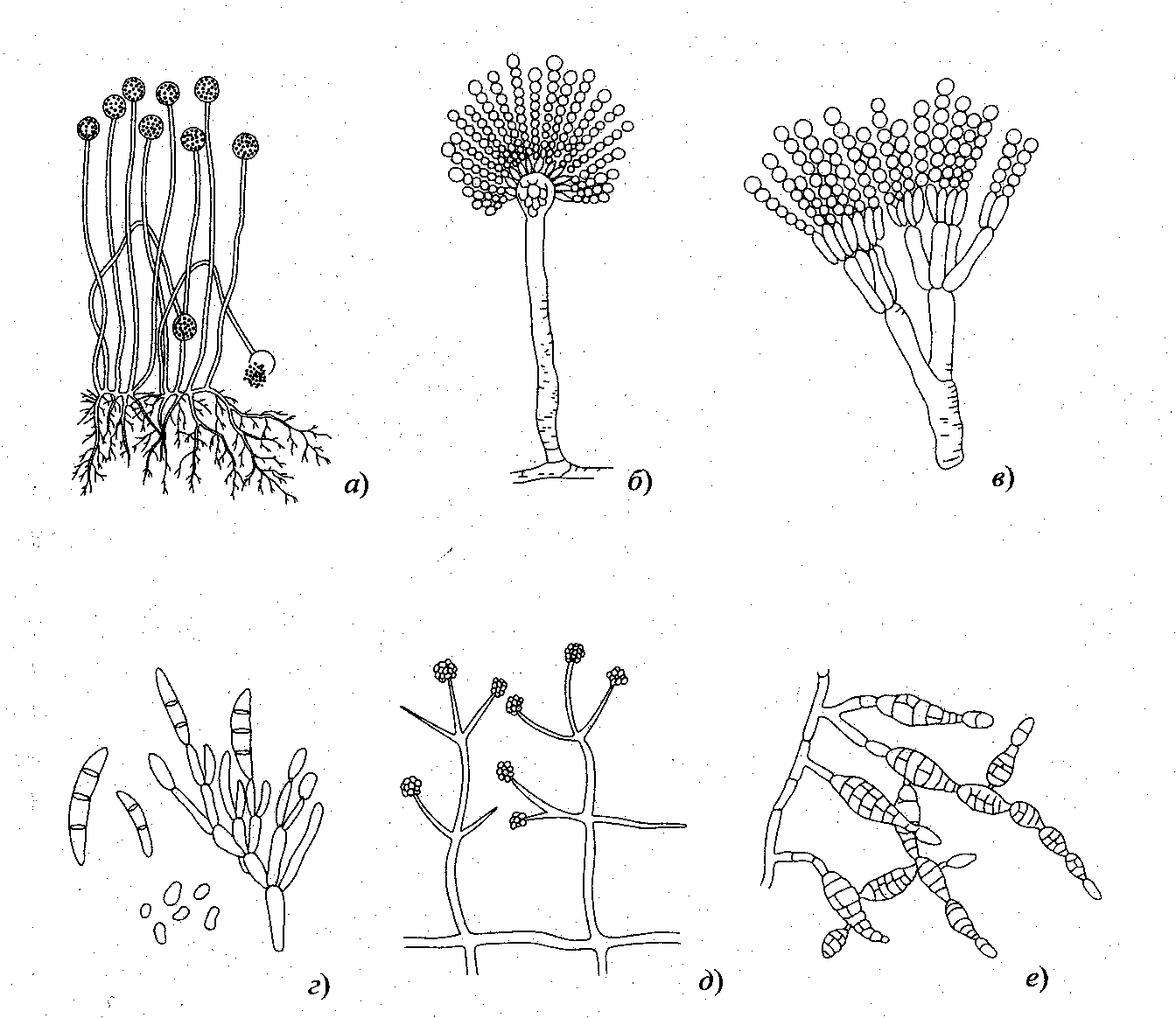 Плесневые грибы представители