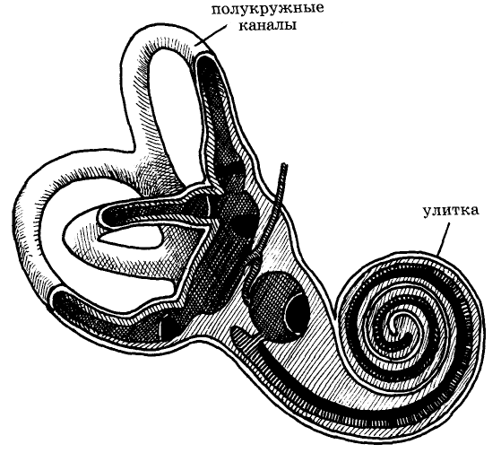 Три полукружных канала в ухе