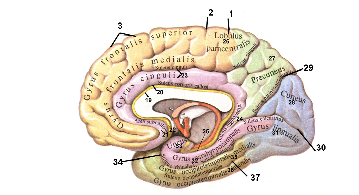 Медиальная поверхность мозга. Борозды и извилины на медиальной поверхности полушарий мозга. Борозды на медиальной поверхности полушарий большого мозга. Медиальная поверхность мозга анатомия.