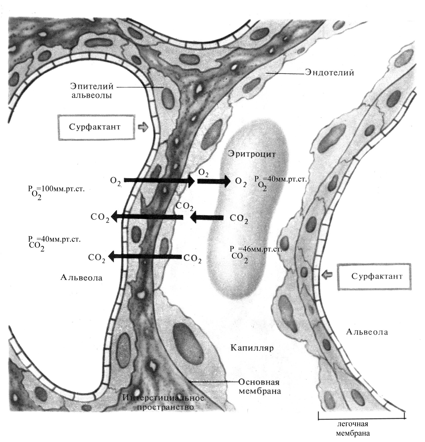 Обмен газов между альвеолярным воздухом. Альвеолярно капиллярная мембрана. Альвеолярно капиллярная мембрана строение. Структура альвеолярно капиллярной мембраны. Альвеолярно капиллярная мембрана легких.