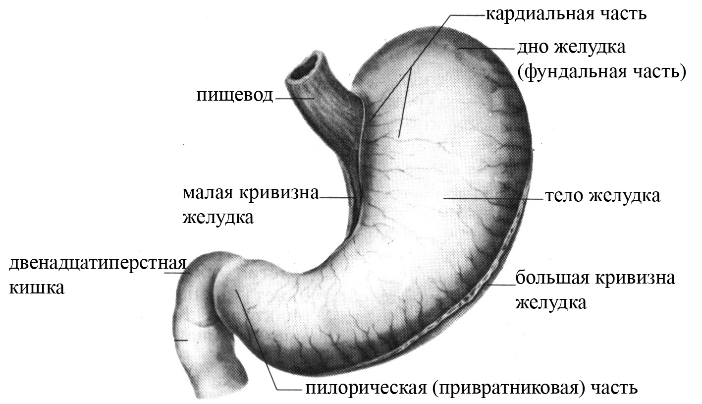 Пилорическая часть желудка. Большая и малая кривизна желудка. Наружное строение желудка. Желудок человека строение рисунок анатомия. Пилорический отдел желудка схема.