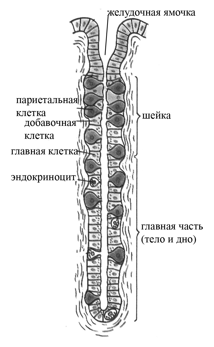 Клетки пищеварительных желез. Схема строения фундальной железы желудка. Строение собственной железы желудка гистология. Строение трубчатой желудочной железы. Собственные фундальные железы желудка гистология.