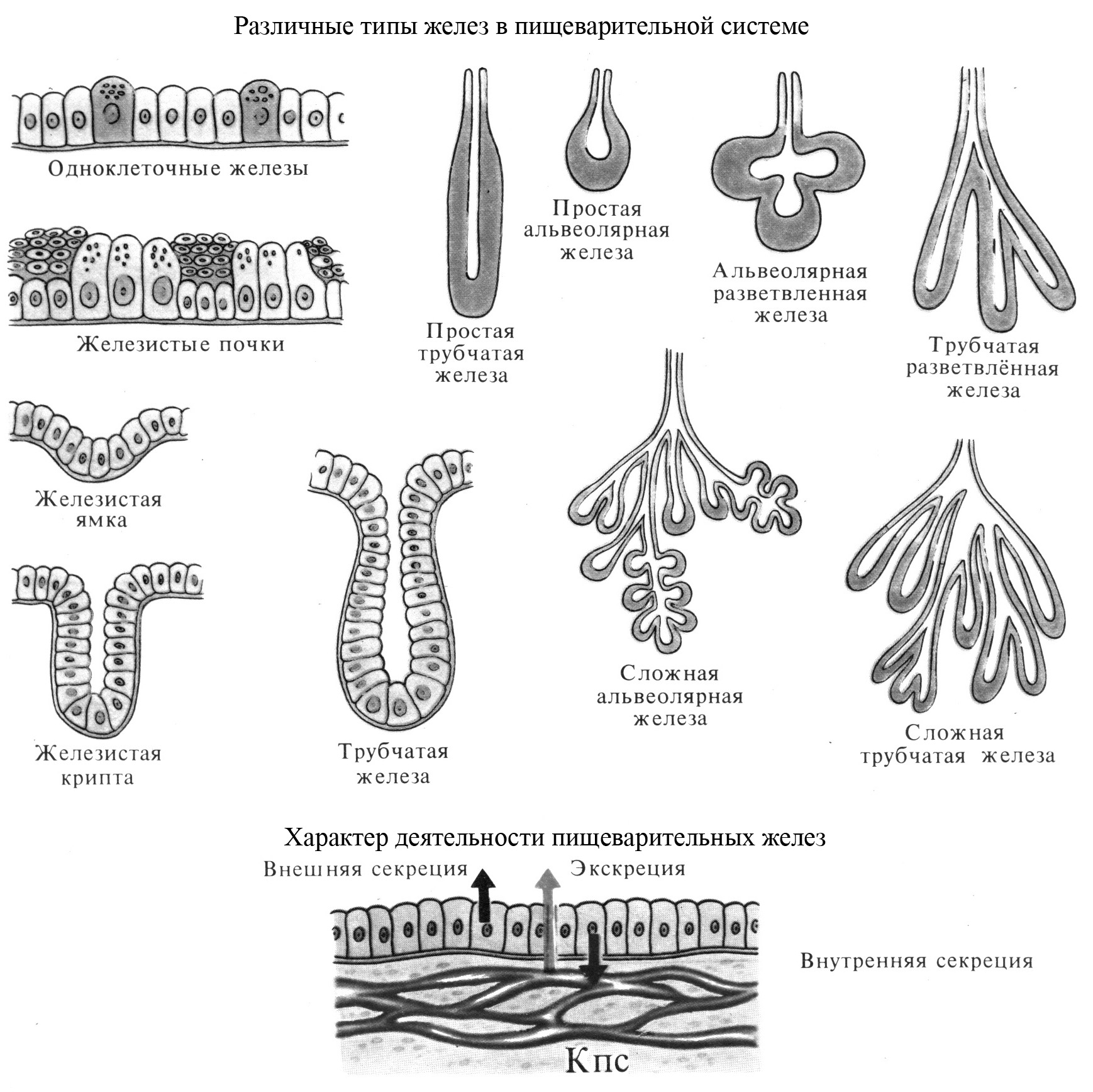 Виды желез. Рис 13 различные типы желёз. Схема. Схема типы секреции желез. Схема простой трубчатой железы. Сложная альвеолярно-трубчатая железа схема.