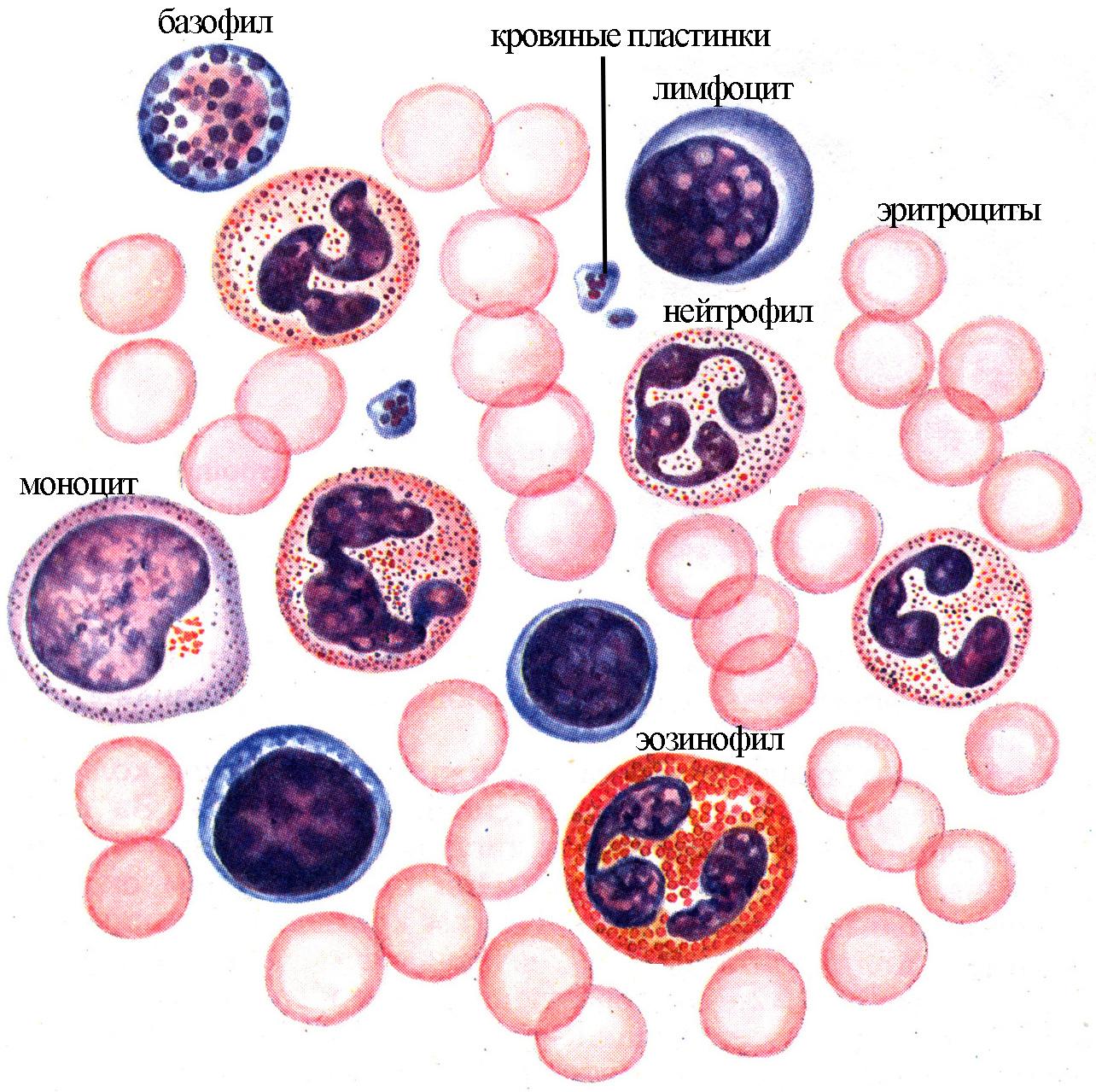 Кровь на б клетки. Форменные элементы крови нейтрофилы. Клетки крови мазок гистология. Кровь человека эритроциты лимфоциты нейтрофилы. Как выглядят лейкоциты под микроскопом.