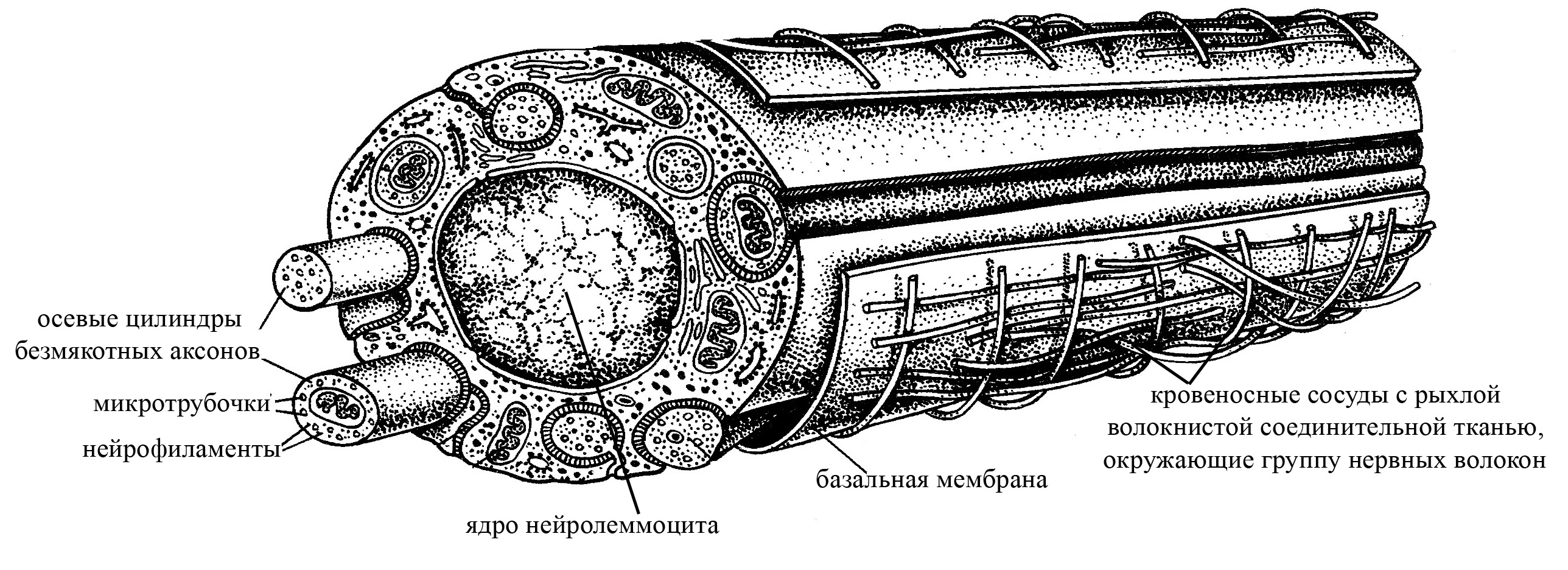 Рисунок нервных волокон. Миелиновая оболочка нервных волокон. Поперечный срез миелинового нервного волокна. Нейролеммоциты. Безмякотные нервные волокна.