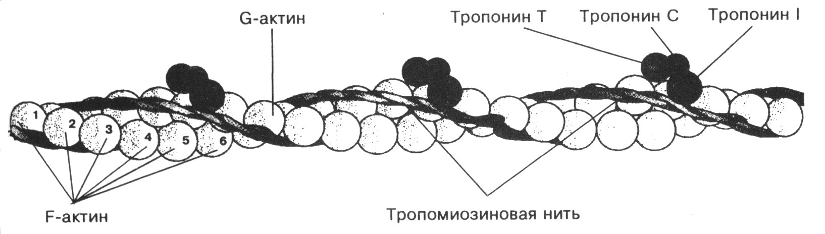 Нити актина. Строение актинового филамента. Тонкие (актиновые) нити (филаменты), строение, состав.. Молекулярная структура тонких (актиновых) филаментов. Схема строения актина и миозина.