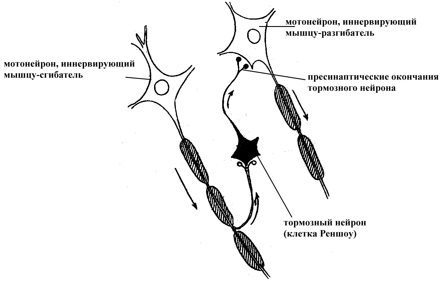 НЕЙРОМЕДИАТОРЫ - презентация