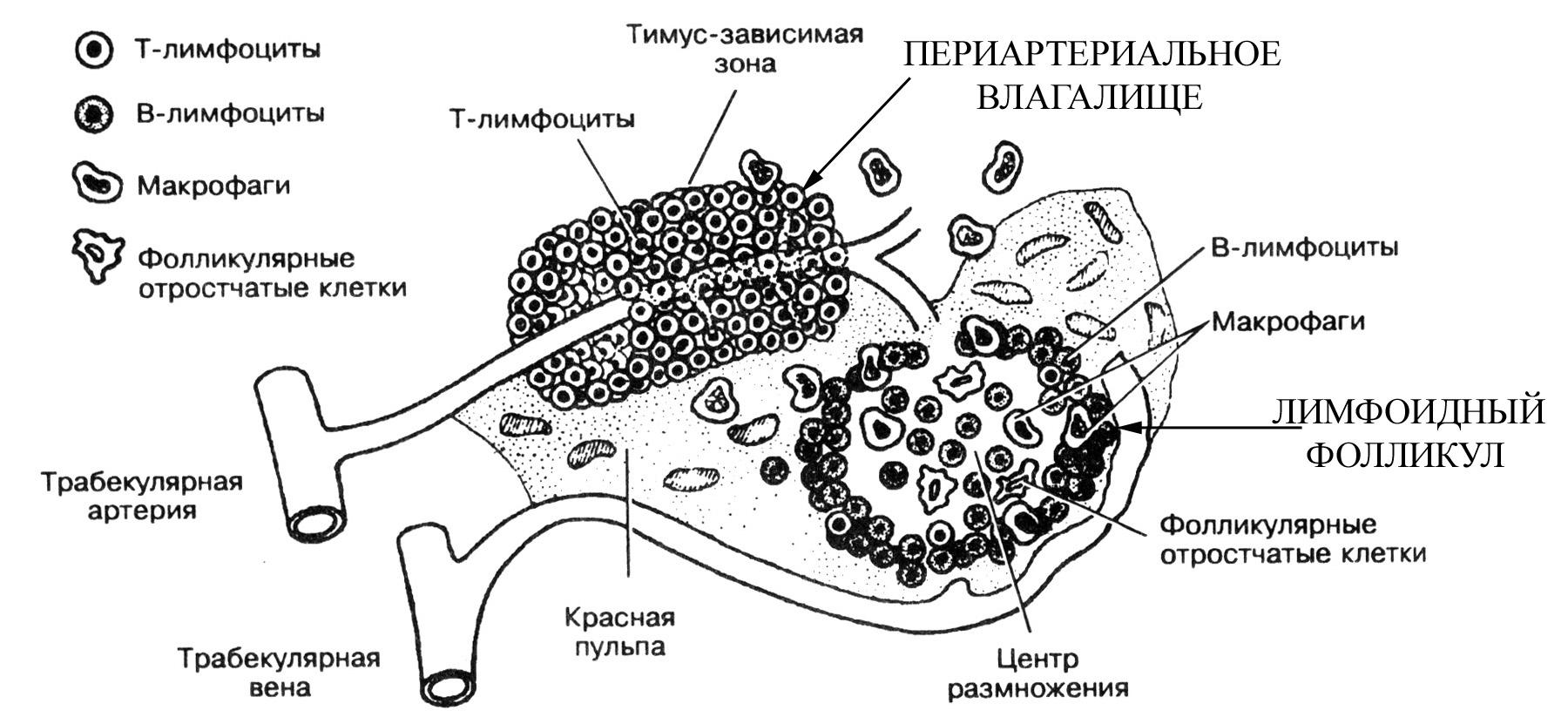 Стволовые клетки селезенки. Т лимфоциты в селезенке локализованы в пульпе. Белая пульпа селезенки гистология схема. Лимфоидные фолликулы селезенки. Строение белой пульпы селезенки.