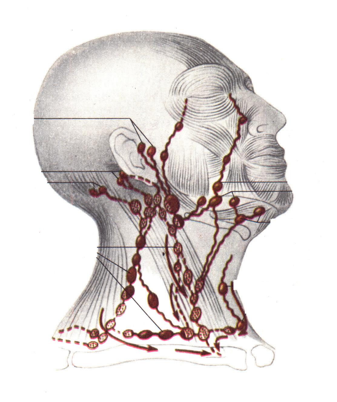 Узлы на затылке. Лимфатическая система головы лба и шеи анатомия. Лимфатические сосуды шеи анатомия. Анатомия шеи человека лимфоузлы. Лимфатическая система ше.