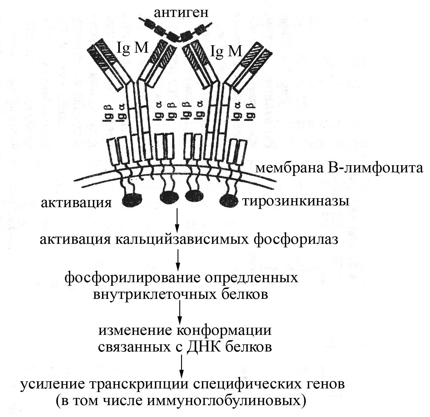 Иммуноглобулин в лимфоциты. Строение антигенраспознающего рецептора т-лимфоцитов TCR. Схема строения антигенраспознающих рецепторов т и в лимфоцитов. Строение рецептора т лимфоцита. Структура антигена распознающего рецептора т-клетки.