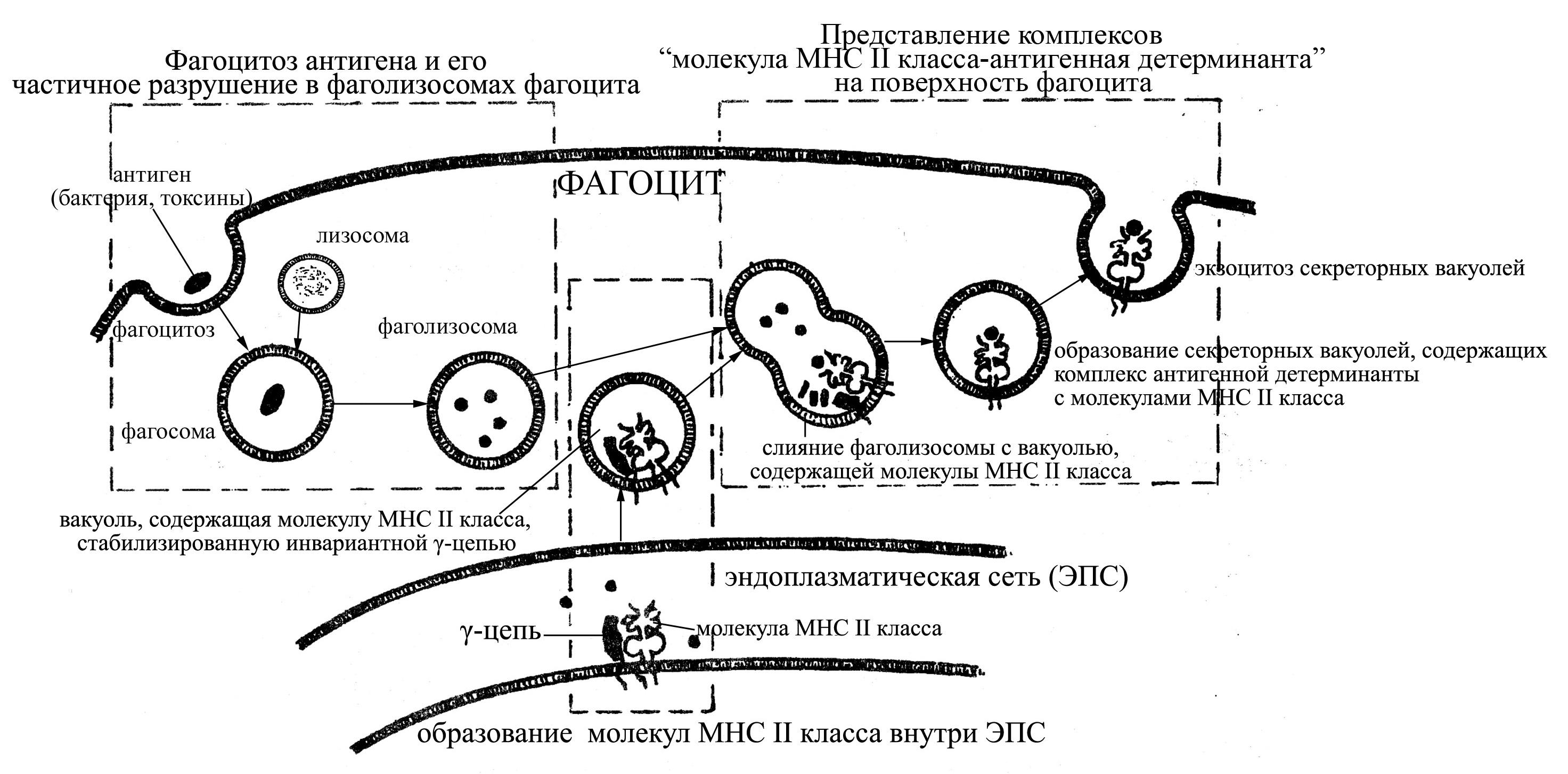 Схема фагоцитоза в иммунологии