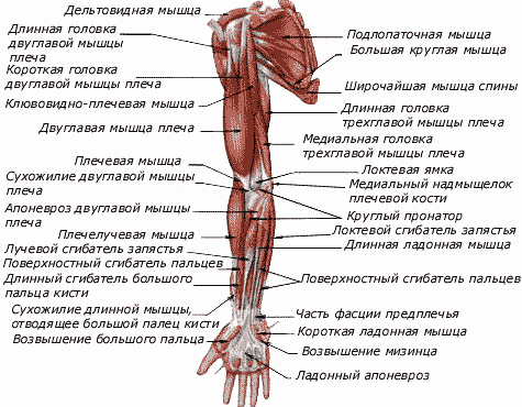 Мышца, выпрямляющая позвоночник: анатомия, триггерные точки, тейпирование