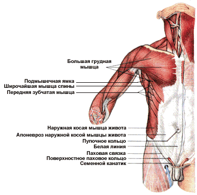 Как называется место. Мышца под мышкой сзади. Название мышц под подмышкой. Мышца в подмышке название. Мышцы под мышкой анатомия.