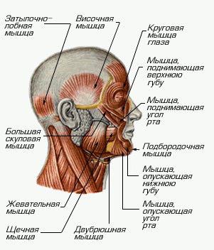 Коленный сустав — Википедия