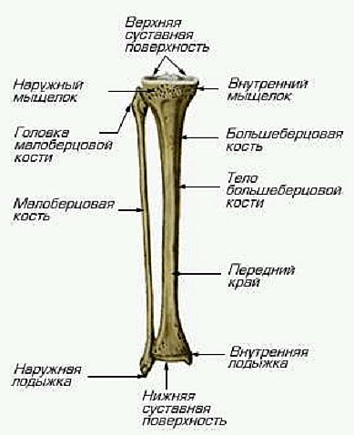 Большеберцовая кость фото на скелете