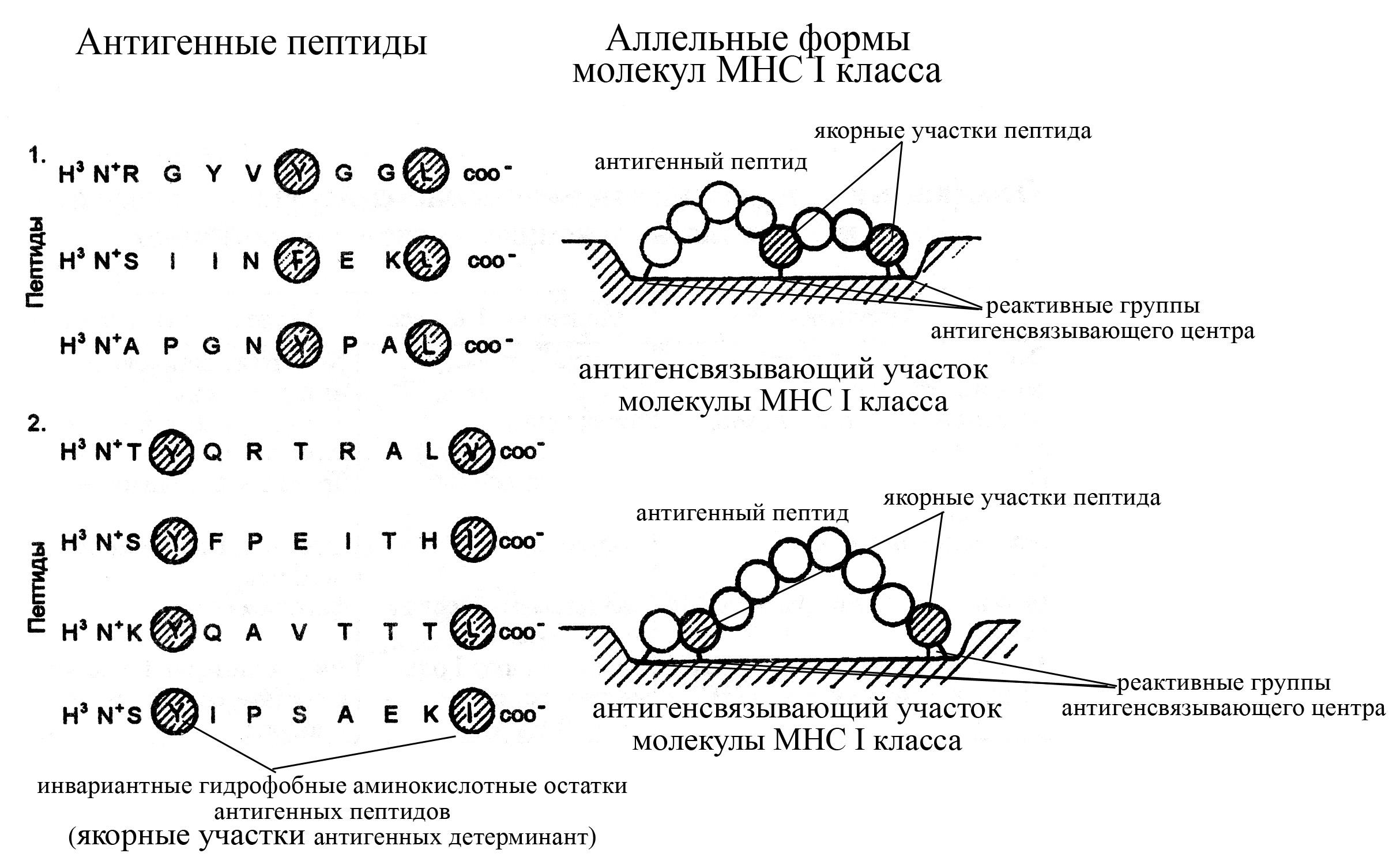 Схема строения молекулы мнс