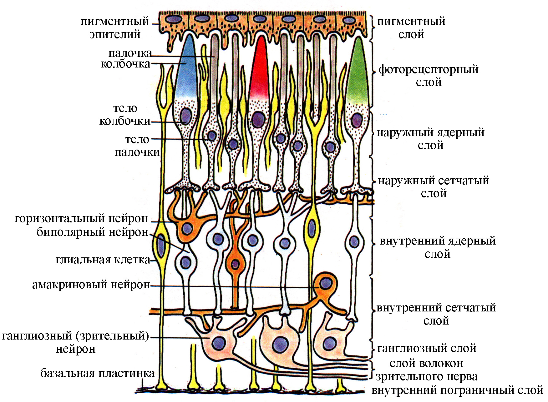 Строение сетчатки сетчатка глаза содержит два типа. Зрительный анализатор строение сетчатки. Слои сетчатки глаза гистология схема. Рецепторный отдел зрительного анализатора. Слои зрительной сетчатки глаза.