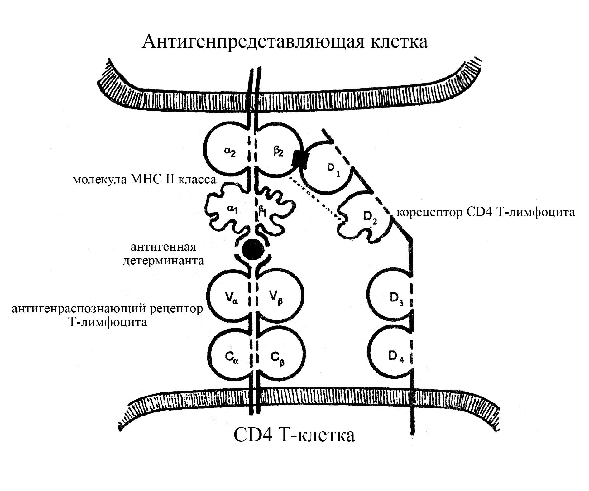 Схема строения молекулы мнс