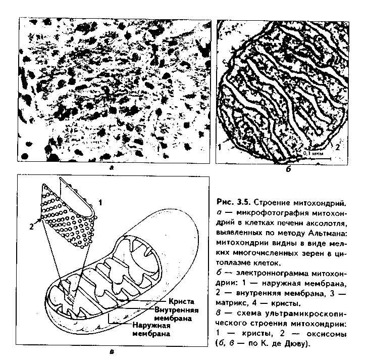 Митохондрии в клетках печени