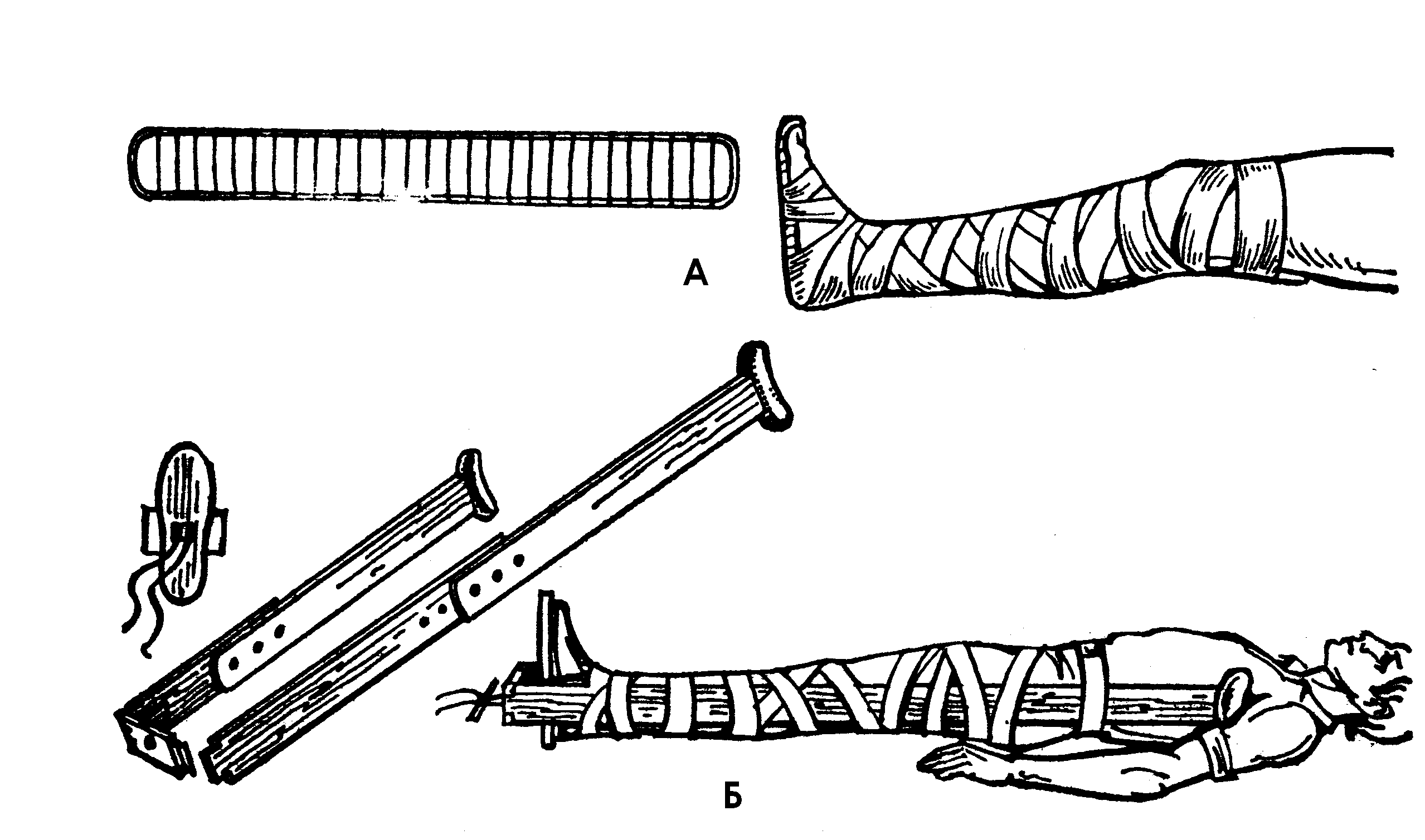 Шина дитерихса картинки