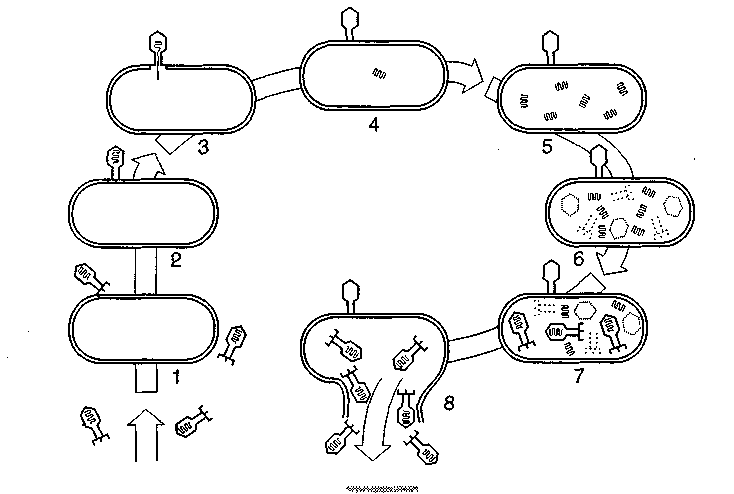 Цикл бактерии. Схема размножения бактериофага. Схема цикла размножения бактериофага. Жизненный цикл бактериофага схема. Опишите жизненный цикл бактериофага.