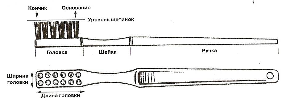 Зубные щетки Их виды, уход за ними