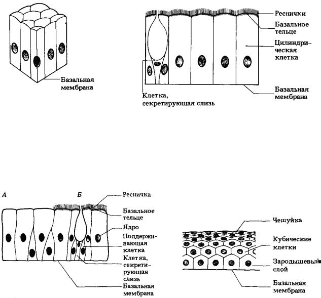 Однослойный эпителий рисунок